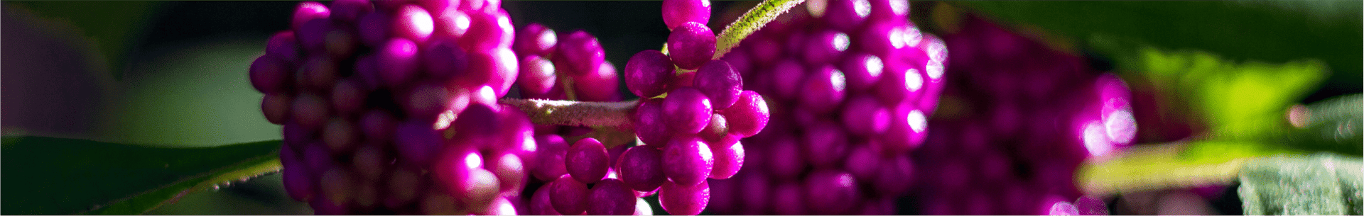 Close-up of vibrant purple berries on a branch with green leaves.
